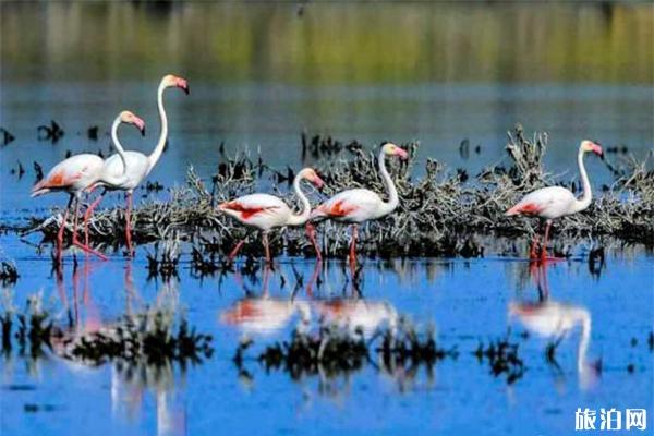 福海县乌伦古湖湿地公园地址在哪 什么时候可以观鸟
