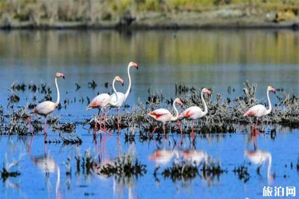 福海县乌伦古湖湿地公园地址在哪 什么时候可以观鸟