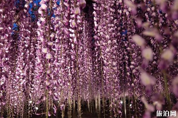 日本足利花卉公园紫藤萝观赏花期是多少 地址-门票