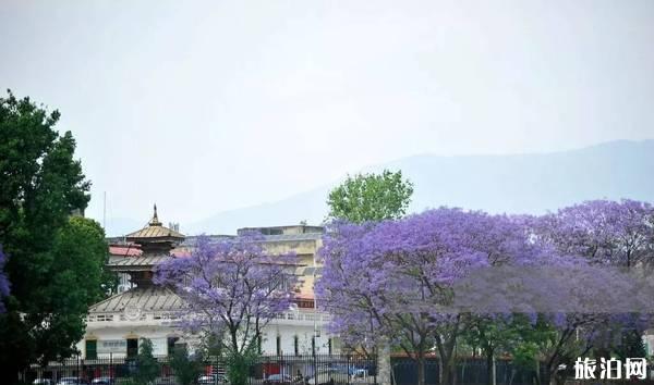 尼泊尔加德满都街头蓝花楹好看吗 尼泊尔赏蓝樱花的地方