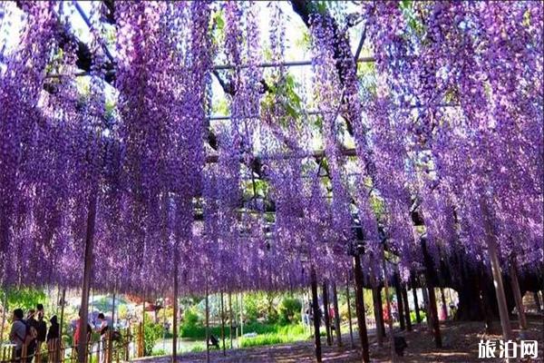 日本足利花卉公园紫藤萝观赏花期是多少 地址-门票
