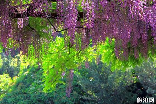 上海紫藤花在哪可以观赏到