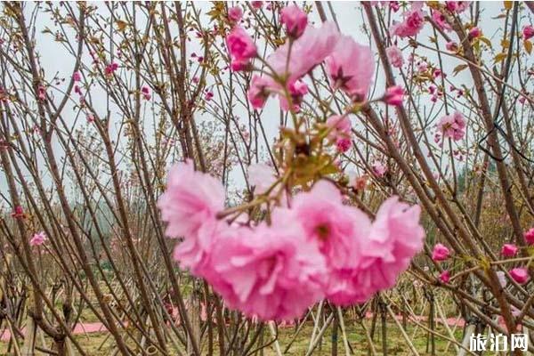 深圳鹏城美丽乡村生态园门票 有哪些花观赏