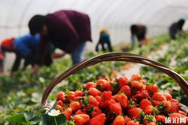 贵阳花溪区草莓种植园草莓采摘价格多少钱