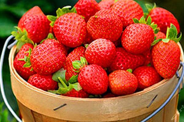 武汉哪里有草莓园摘草莓 现在能摘草莓的吗