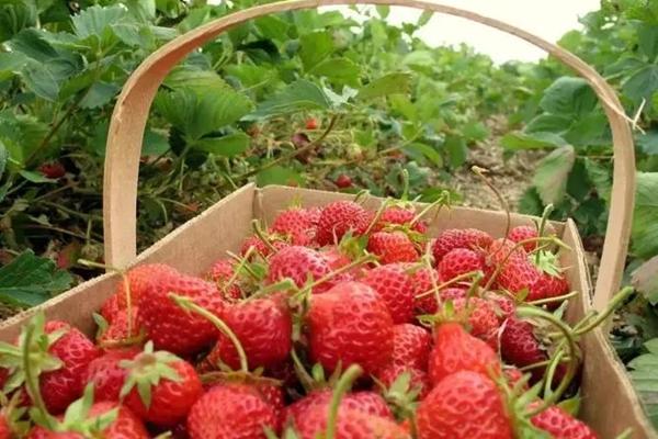 2022武汉哪里有摘草莓的地方 草莓多少钱一斤
