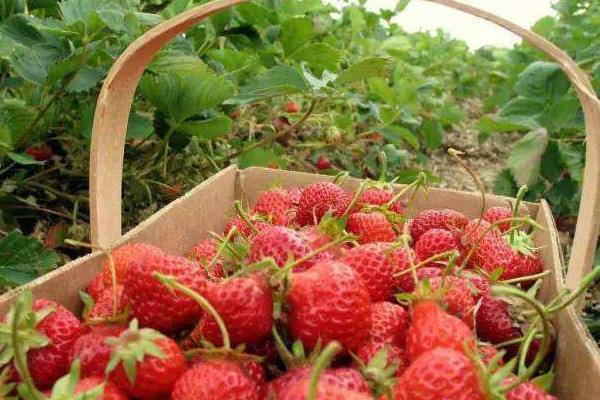 深圳摘草莓的地方在哪里 深圳摘草莓价格和路线